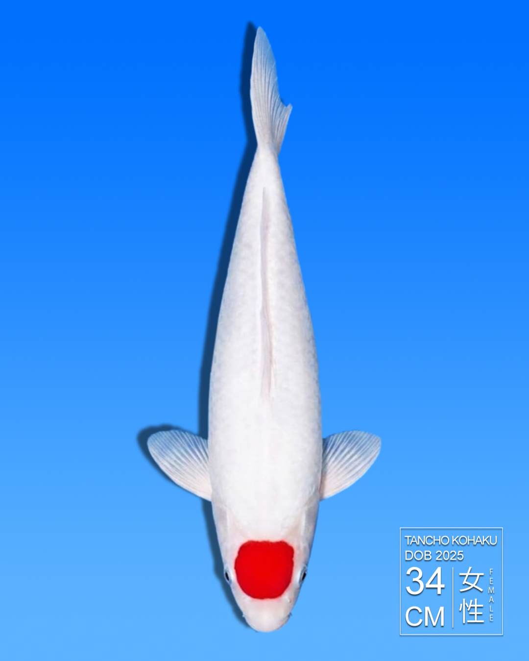 Koi Tancho Kohaku HKC2026000112