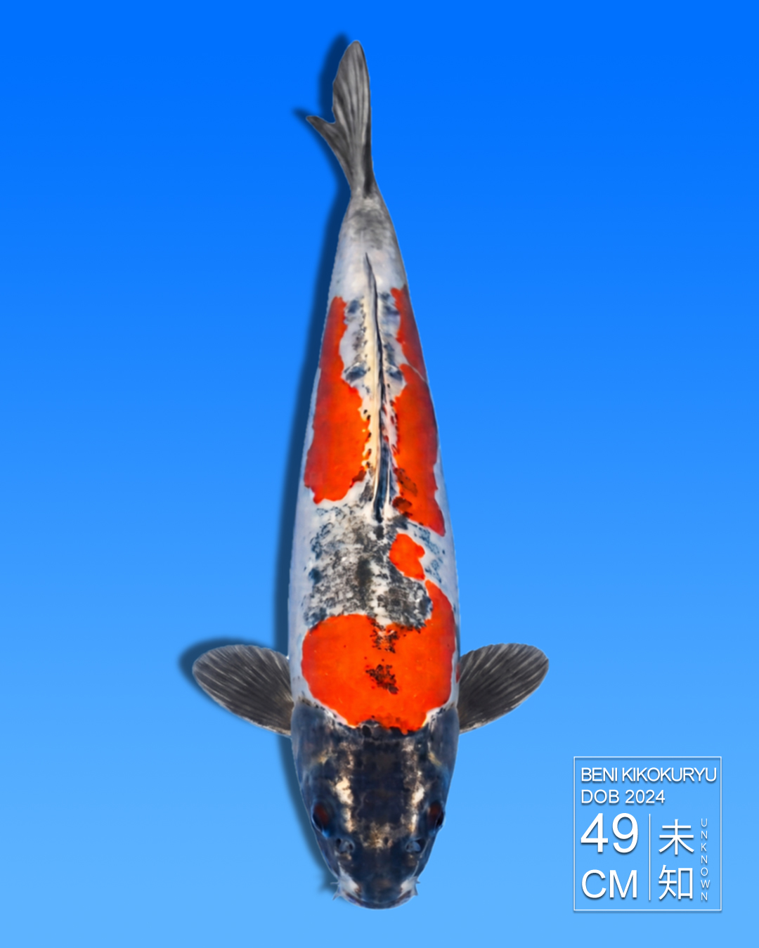 Koi Beni Kikokuryu HKC2026000138