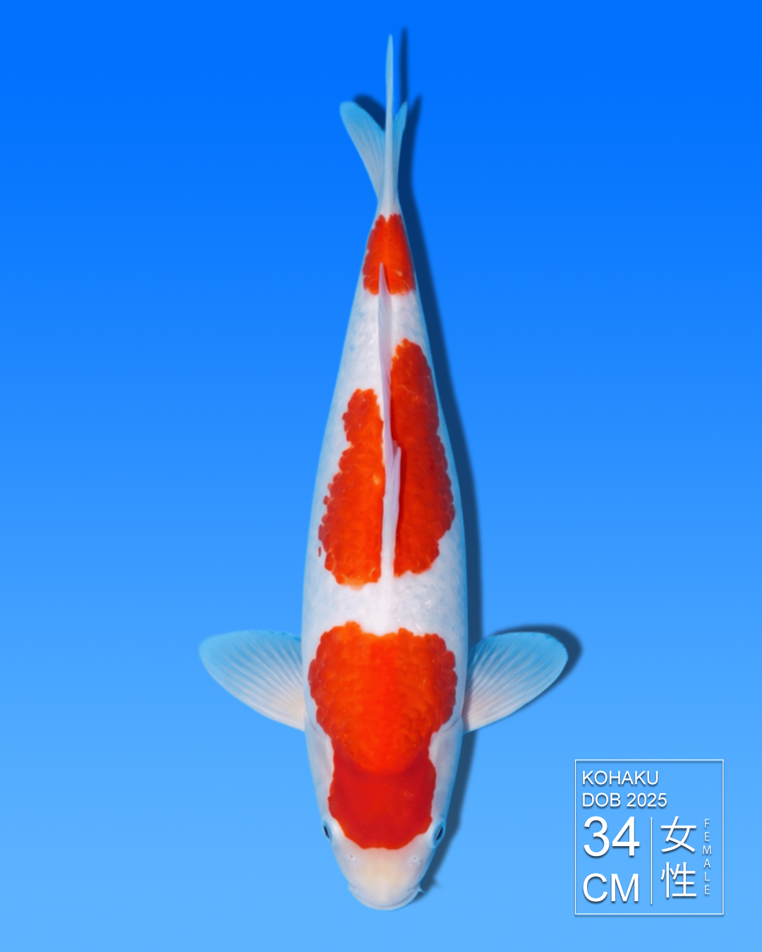 Koi Kohaku HKC2026000007