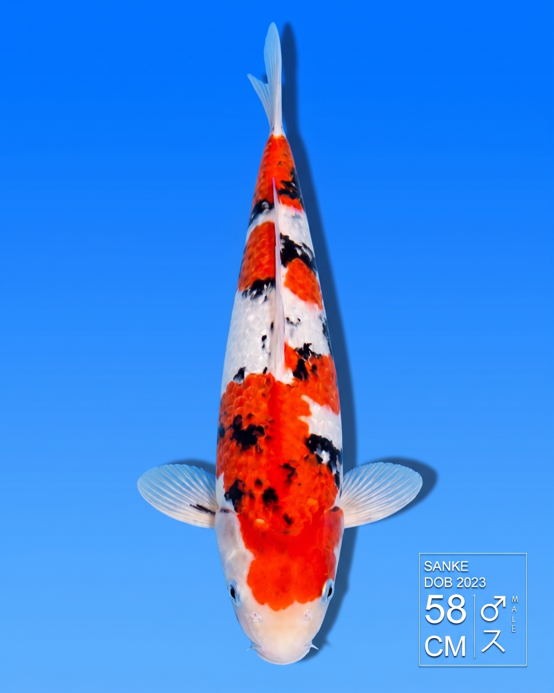 Koi Ginrin Sanke HKC2026000147